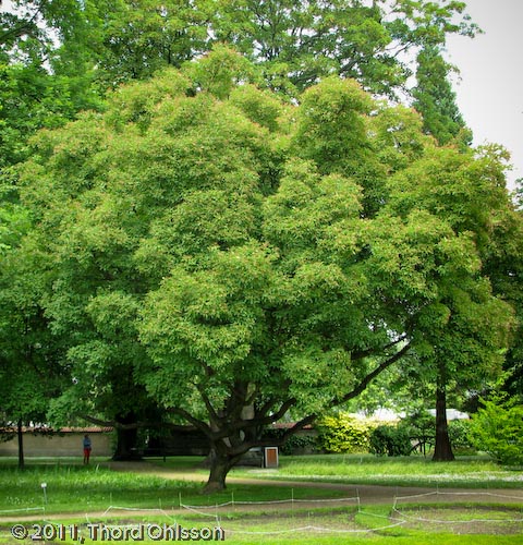 Acer tataricum